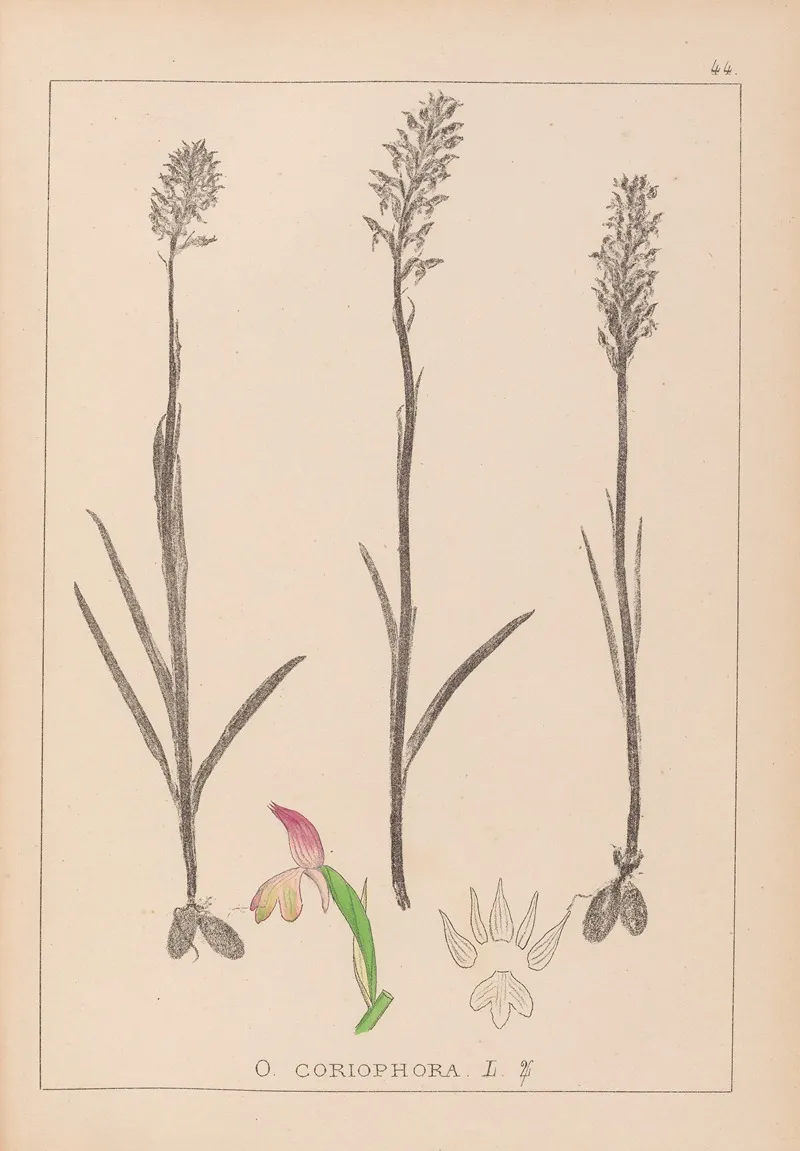 Herbier De La Flore Francaise Pl 1024 Wall Art by Louis Antoine Cusin - High-Resolution Digital Print