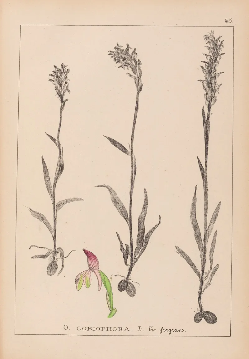 Herbier De La Flore Francaise Pl 1025 Wall Art by Louis Antoine Cusin - High-Resolution Digital Print