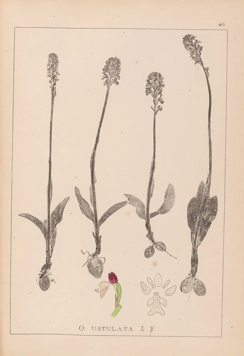 Herbier De La Flore Francaise Pl 1026 Wall Art by Louis Antoine Cusin - High-Resolution Digital Print