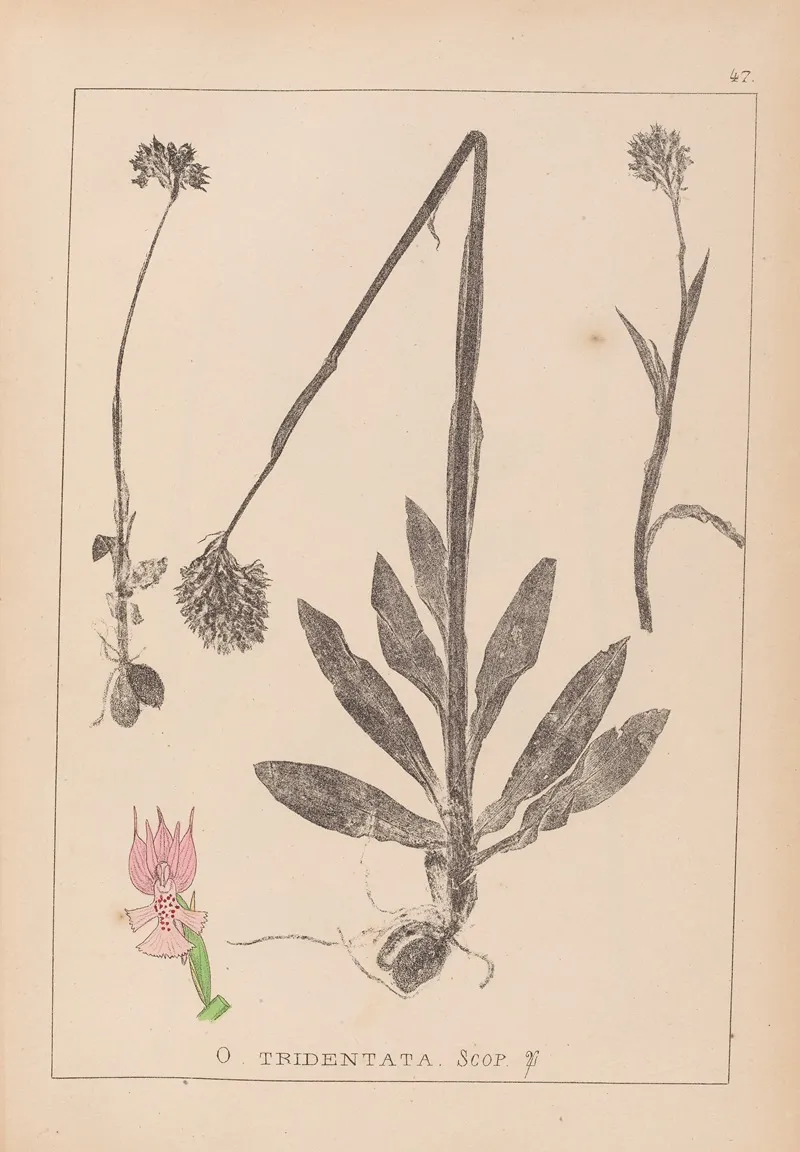 Herbier De La Flore Francaise Pl 1027 Wall Art by Louis Antoine Cusin - High-Resolution Digital Print