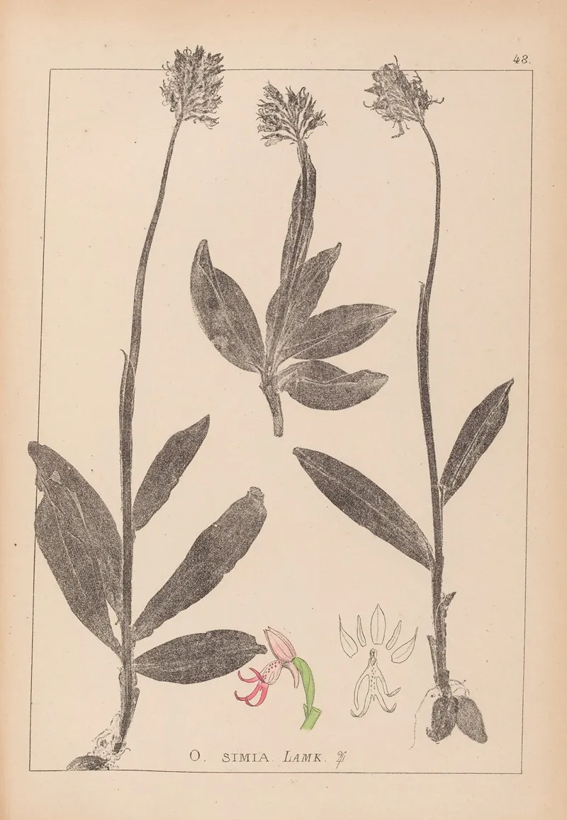 Herbier De La Flore Francaise Pl 1028 Wall Art by Louis Antoine Cusin - High-Resolution Digital Print