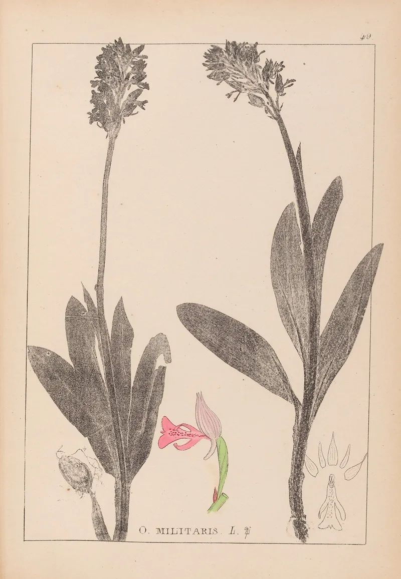 Herbier De La Flore Francaise Pl 1029 Wall Art by Louis Antoine Cusin - High-Resolution Digital Print