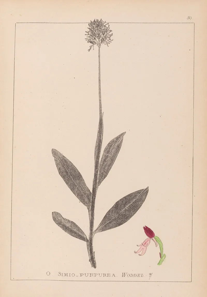 Herbier De La Flore Francaise Pl 1030 Wall Art by Louis Antoine Cusin - High-Resolution Digital Print