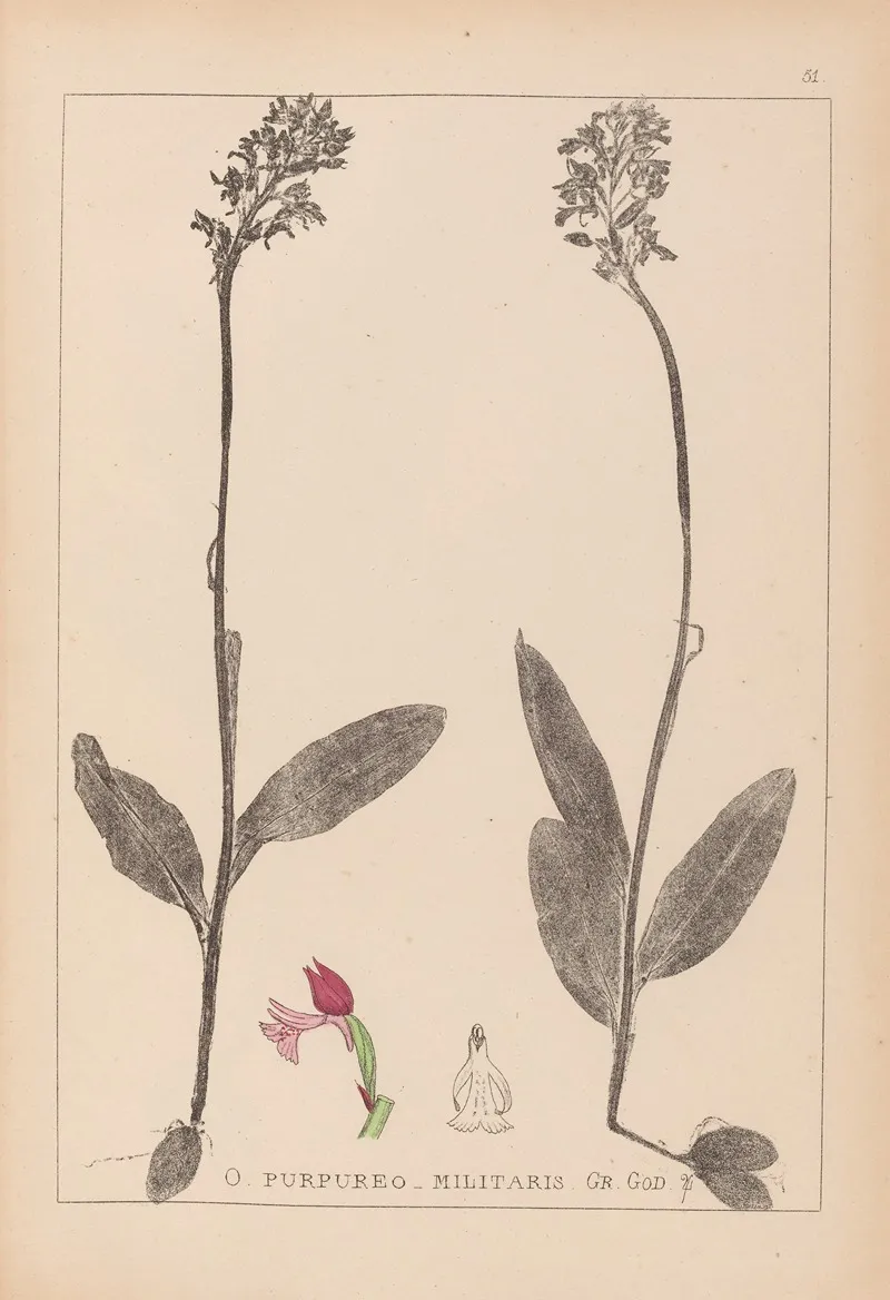 Herbier De La Flore Francaise Pl 1031 Wall Art by Louis Antoine Cusin - High-Resolution Digital Print