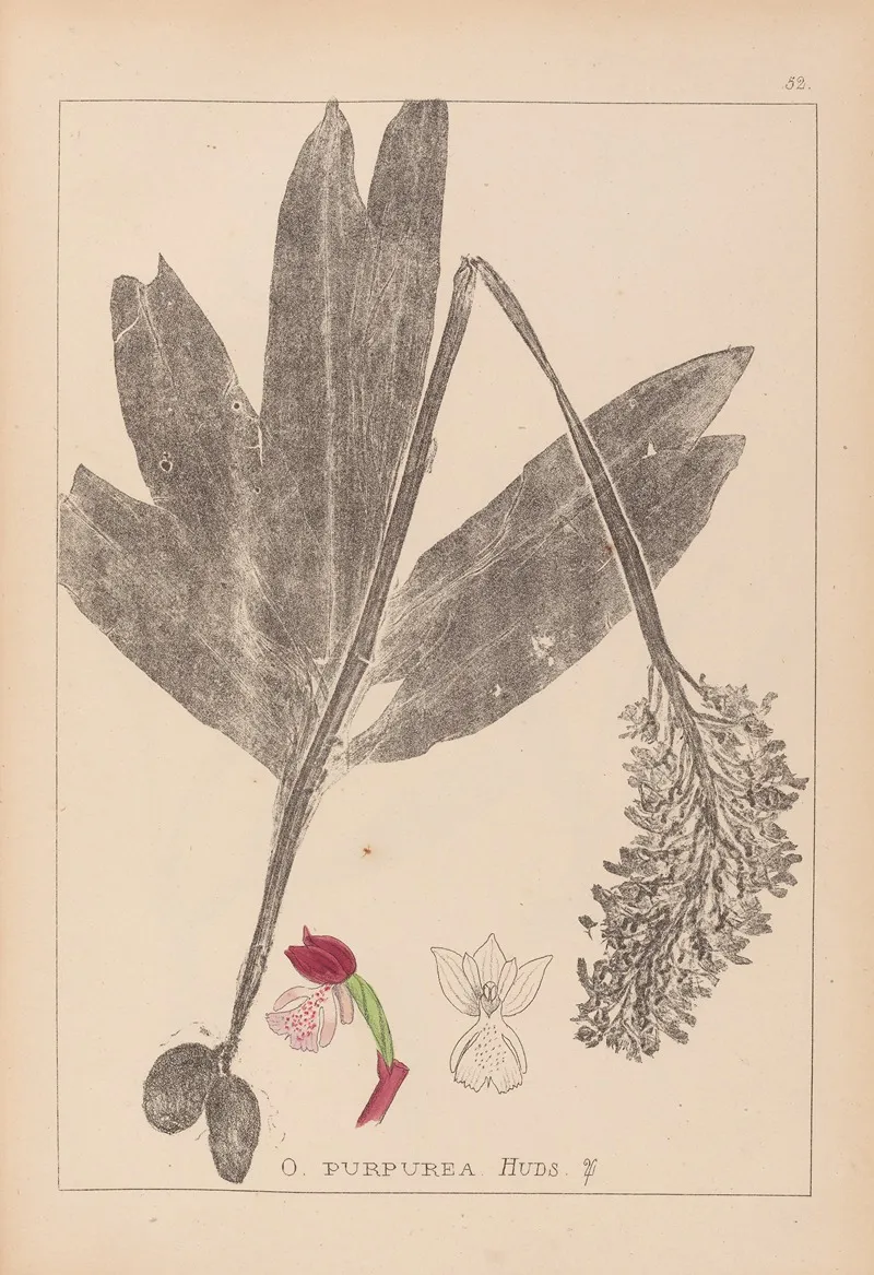 Herbier De La Flore Francaise Pl 1032 Wall Art by Louis Antoine Cusin - High-Resolution Digital Print