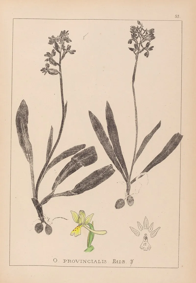 Herbier De La Flore Francaise Pl 1033 Wall Art by Louis Antoine Cusin - High-Resolution Digital Print