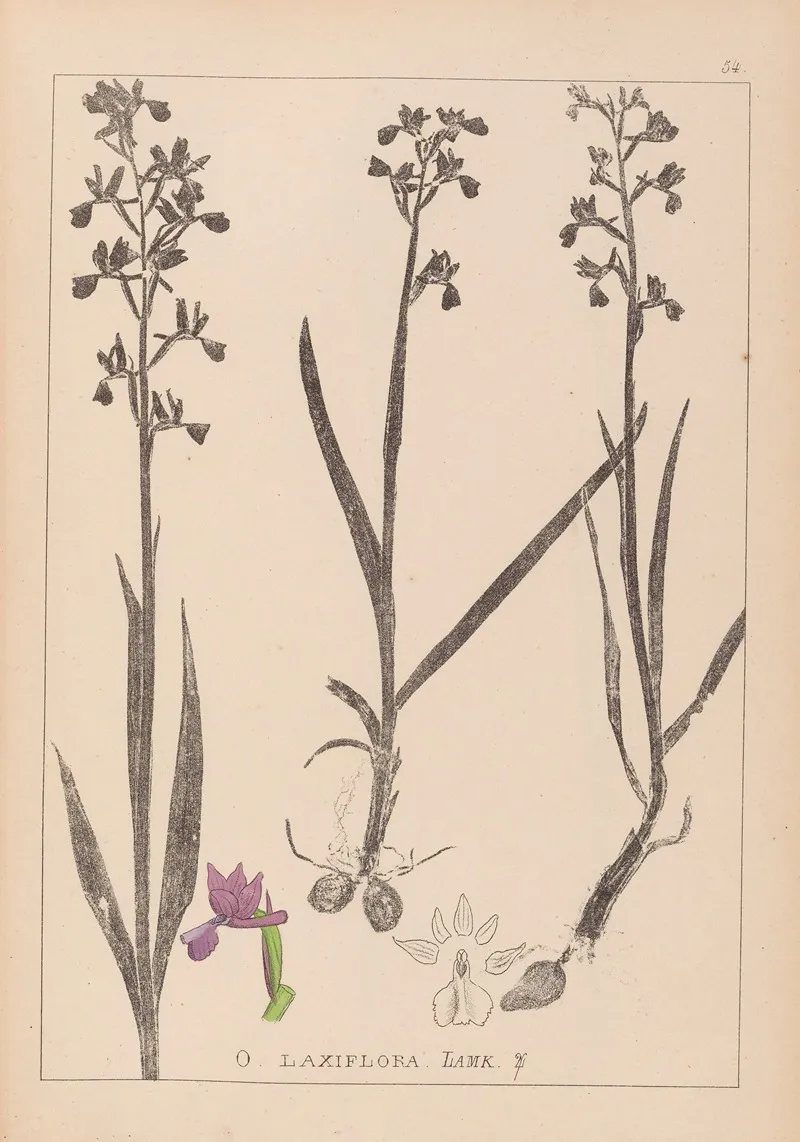 Herbier De La Flore Francaise Pl 1034 Wall Art by Louis Antoine Cusin - High-Resolution Digital Print