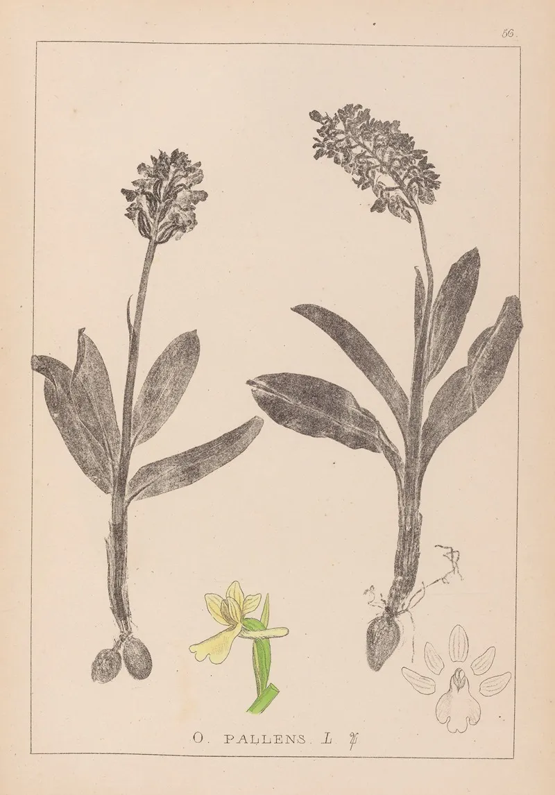 Herbier De La Flore Francaise Pl 1036 Wall Art by Louis Antoine Cusin - High-Resolution Digital Print