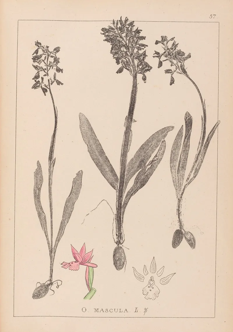 Herbier De La Flore Francaise Pl 1037 Wall Art by Louis Antoine Cusin - High-Resolution Digital Print
