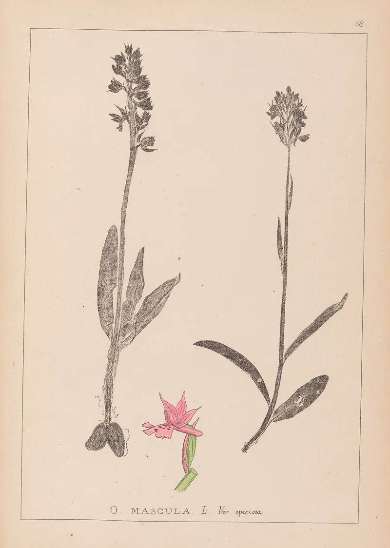 Herbier De La Flore Francaise Pl 1038 Wall Art by Louis Antoine Cusin - High-Resolution Digital Print