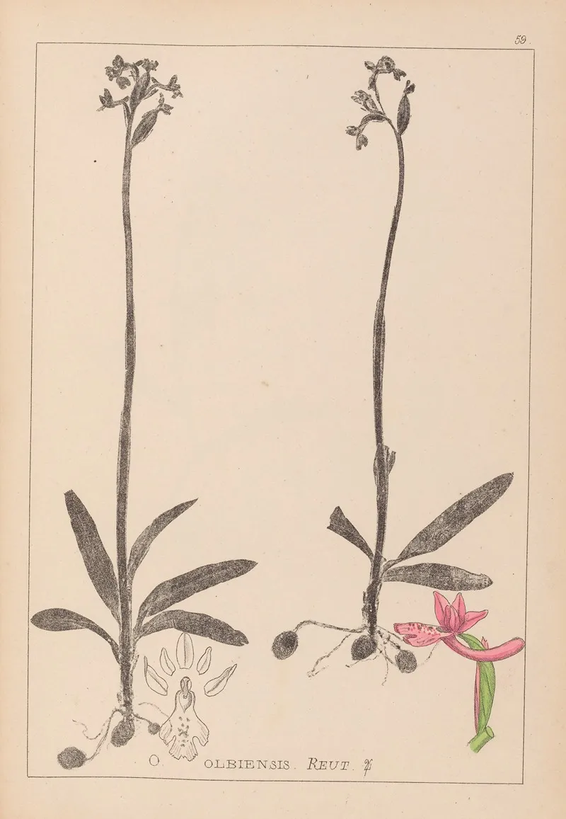 Herbier De La Flore Francaise Pl 1039 Wall Art by Louis Antoine Cusin - High-Resolution Digital Print