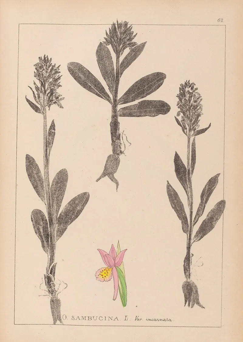Herbier De La Flore Francaise Pl 1042 Wall Art by Louis Antoine Cusin - High-Resolution Digital Print