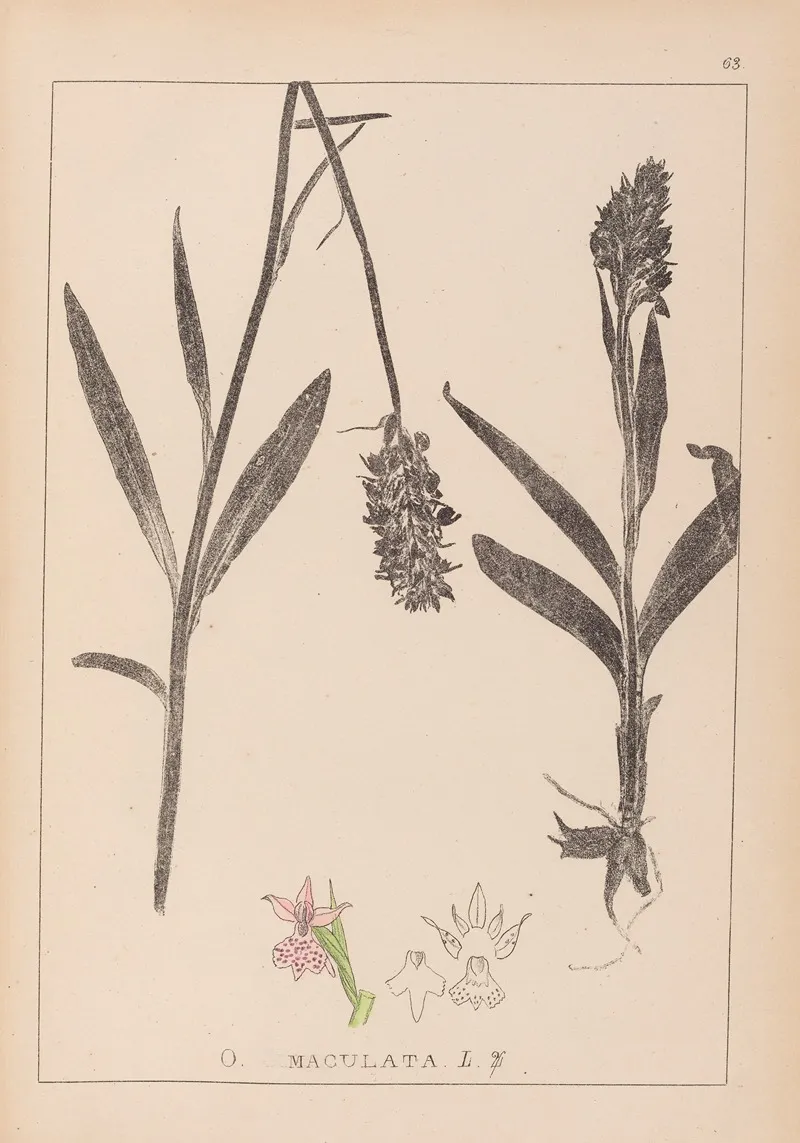Herbier De La Flore Francaise Pl 1043 Wall Art by Louis Antoine Cusin - High-Resolution Digital Print