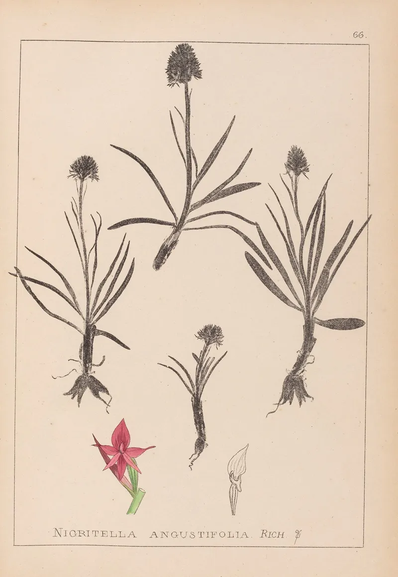 Herbier De La Flore Francaise Pl 1046 Wall Art by Louis Antoine Cusin - High-Resolution Digital Print