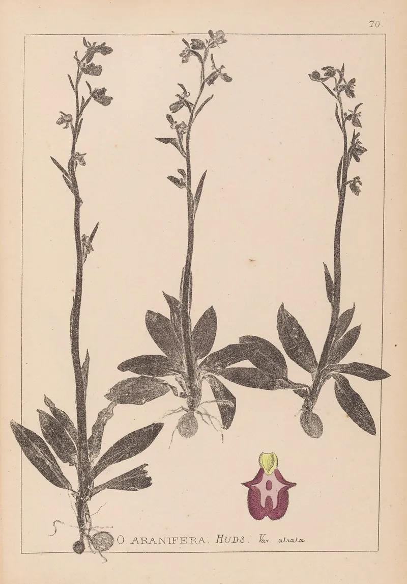 Herbier De La Flore Francaise Pl 1049 Wall Art by Louis Antoine Cusin - High-Resolution Digital Print