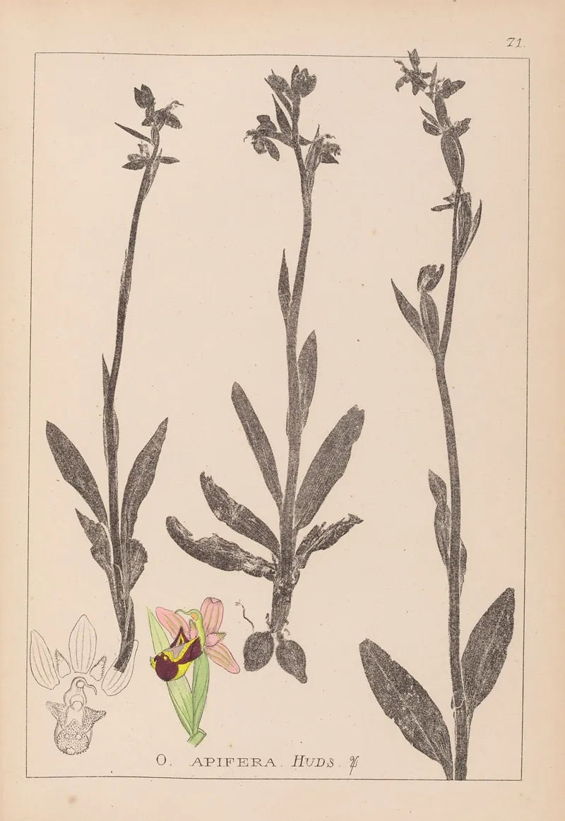 Herbier De La Flore Francaise Pl 1050 Wall Art by Louis Antoine Cusin - High-Resolution Digital Print