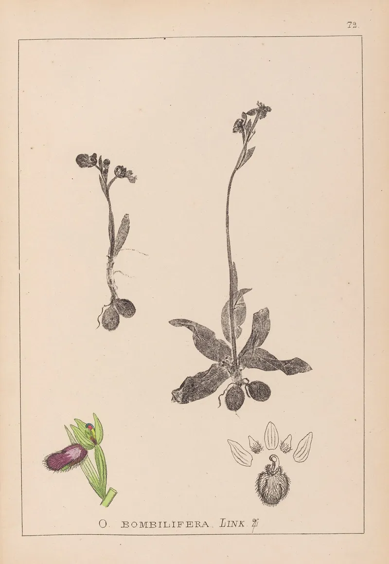 Herbier De La Flore Francaise Pl 1051 Wall Art by Louis Antoine Cusin - High-Resolution Digital Print
