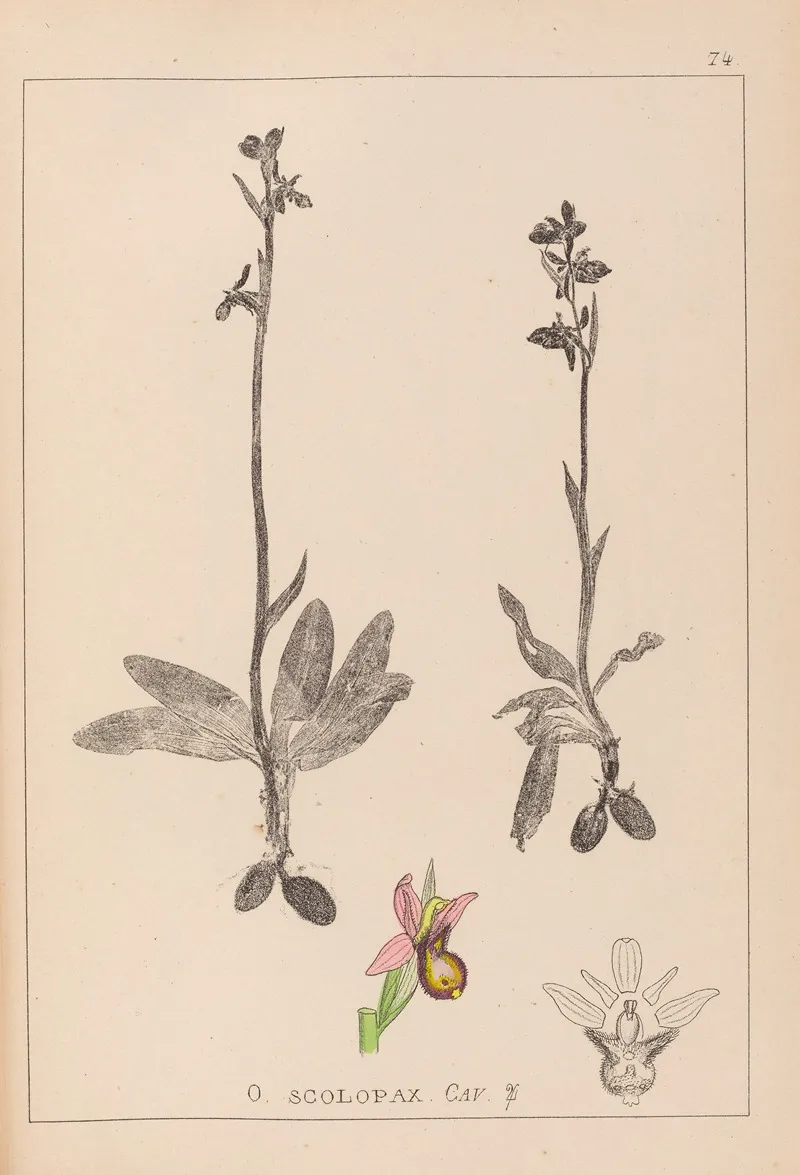 Herbier De La Flore Francaise Pl 1053 Wall Art by Louis Antoine Cusin - High-Resolution Digital Print
