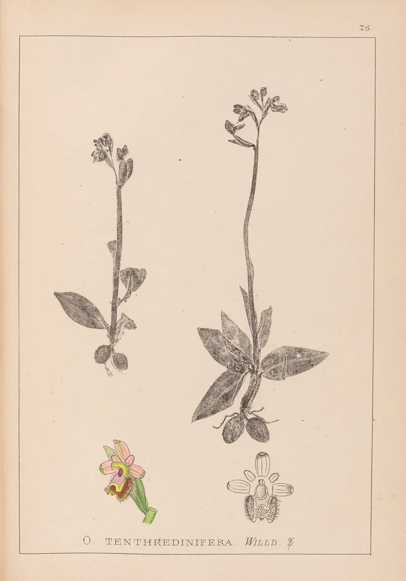 Herbier De La Flore Francaise Pl 1055 Wall Art by Louis Antoine Cusin - High-Resolution Digital Print