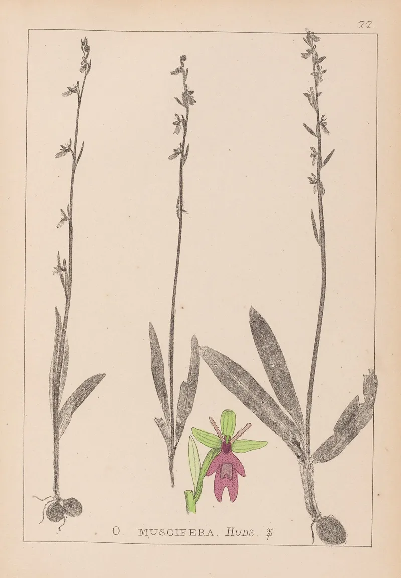Herbier De La Flore Francaise Pl 1056 Wall Art by Louis Antoine Cusin - High-Resolution Digital Print