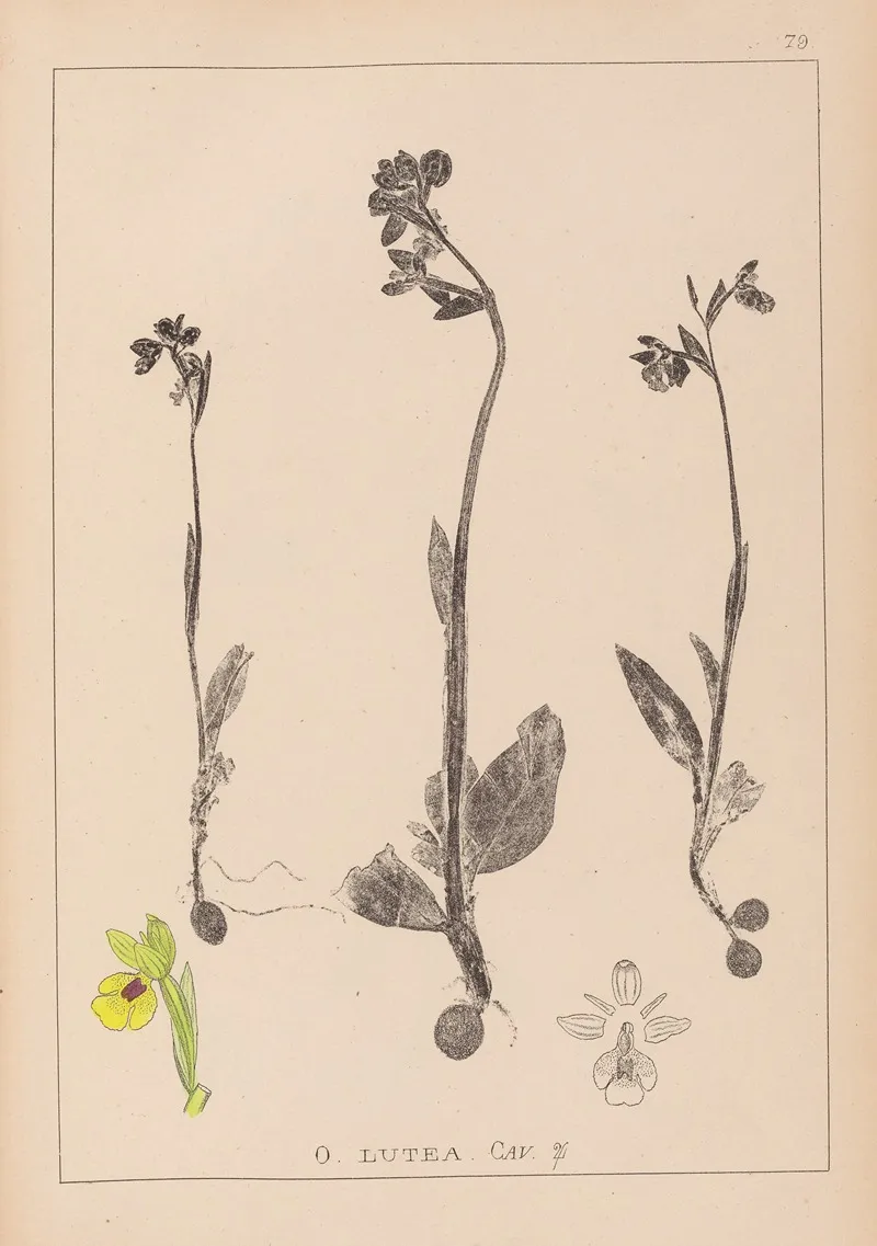 Herbier De La Flore Francaise Pl 1057 Wall Art by Louis Antoine Cusin - High-Resolution Digital Print