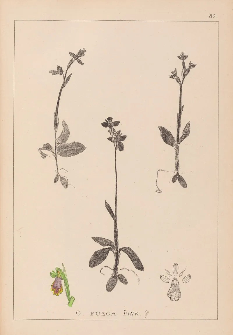 Herbier De La Flore Francaise Pl 1058 Wall Art by Louis Antoine Cusin - High-Resolution Digital Print