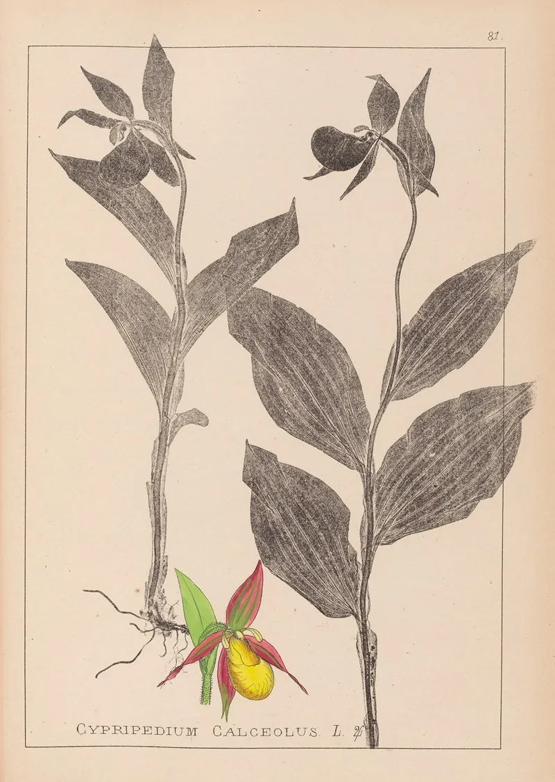 Herbier De La Flore Francaise Pl 1059 Wall Art by Louis Antoine Cusin - High-Resolution Digital Print
