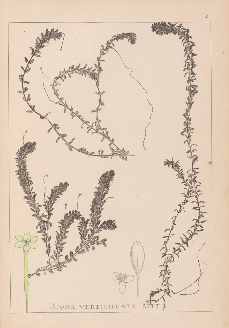 Herbier De La Flore Francaise Pl 1063 Wall Art by Louis Antoine Cusin - High-Resolution Digital Print