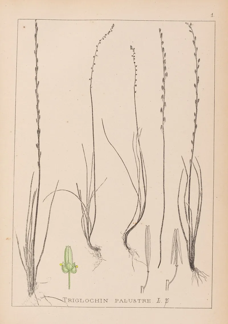 Herbier De La Flore Francaise Pl 1064 Wall Art by Louis Antoine Cusin - High-Resolution Digital Print
