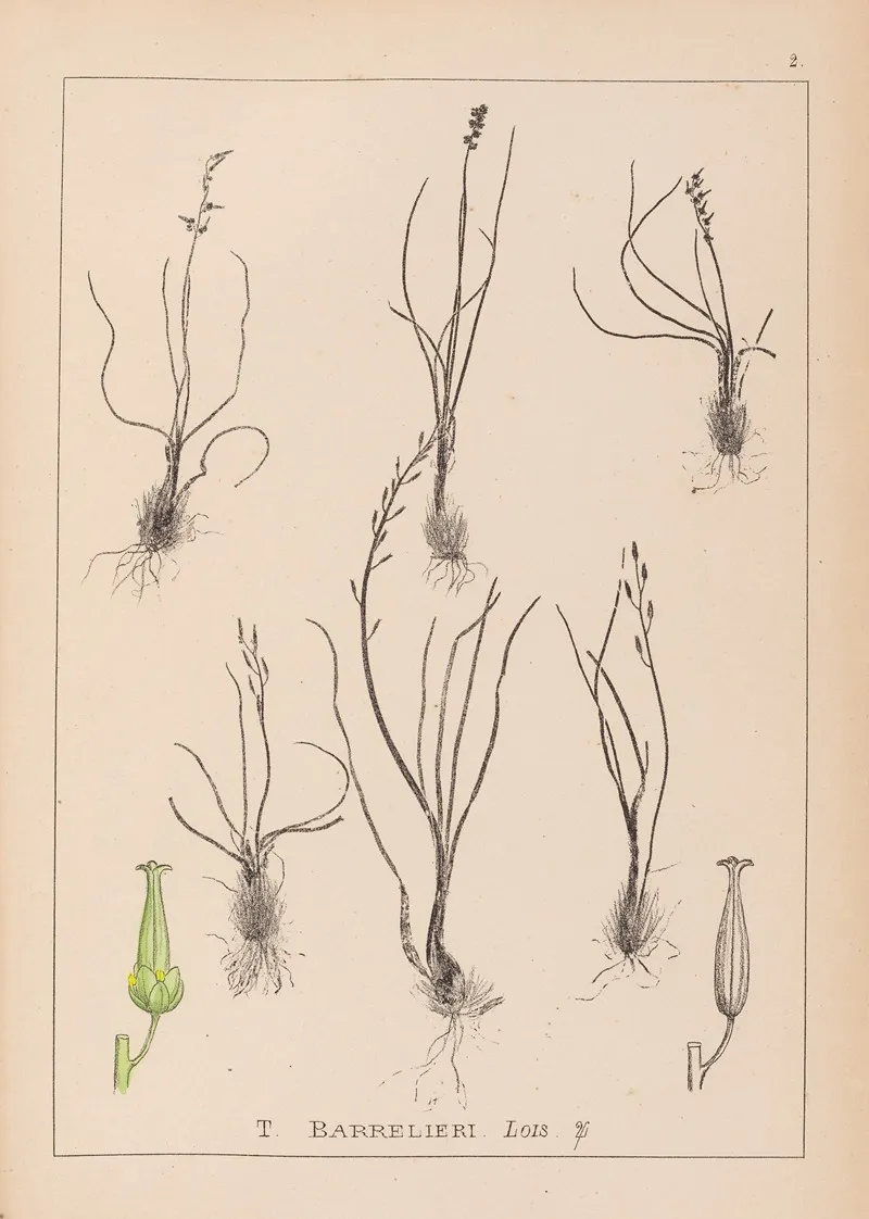 Herbier De La Flore Francaise Pl 1065 Wall Art by Louis Antoine Cusin - High-Resolution Digital Print