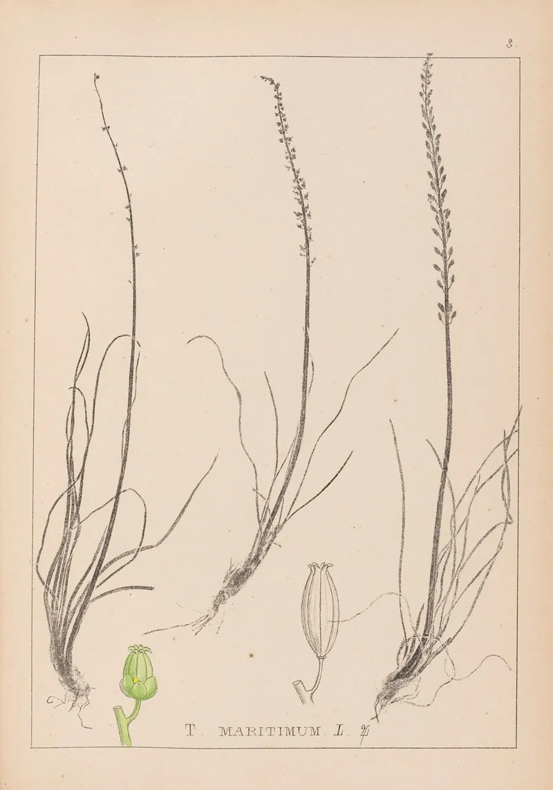 Herbier De La Flore Francaise Pl 1066 Wall Art by Louis Antoine Cusin - High-Resolution Digital Print