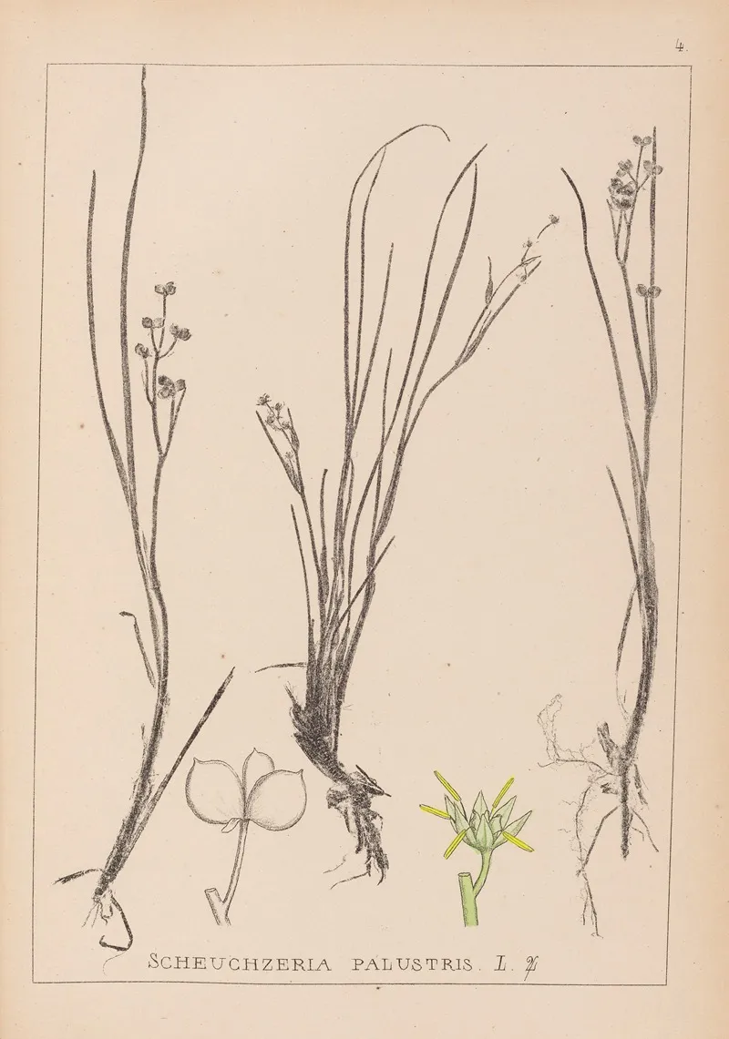Herbier De La Flore Francaise Pl 1067 Wall Art by Louis Antoine Cusin - High-Resolution Digital Print