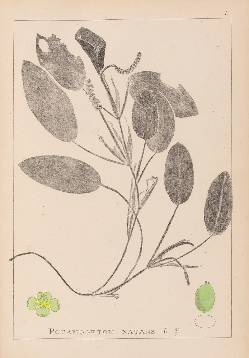 Herbier De La Flore Francaise Pl 1068 Wall Art by Louis Antoine Cusin - High-Resolution Digital Print