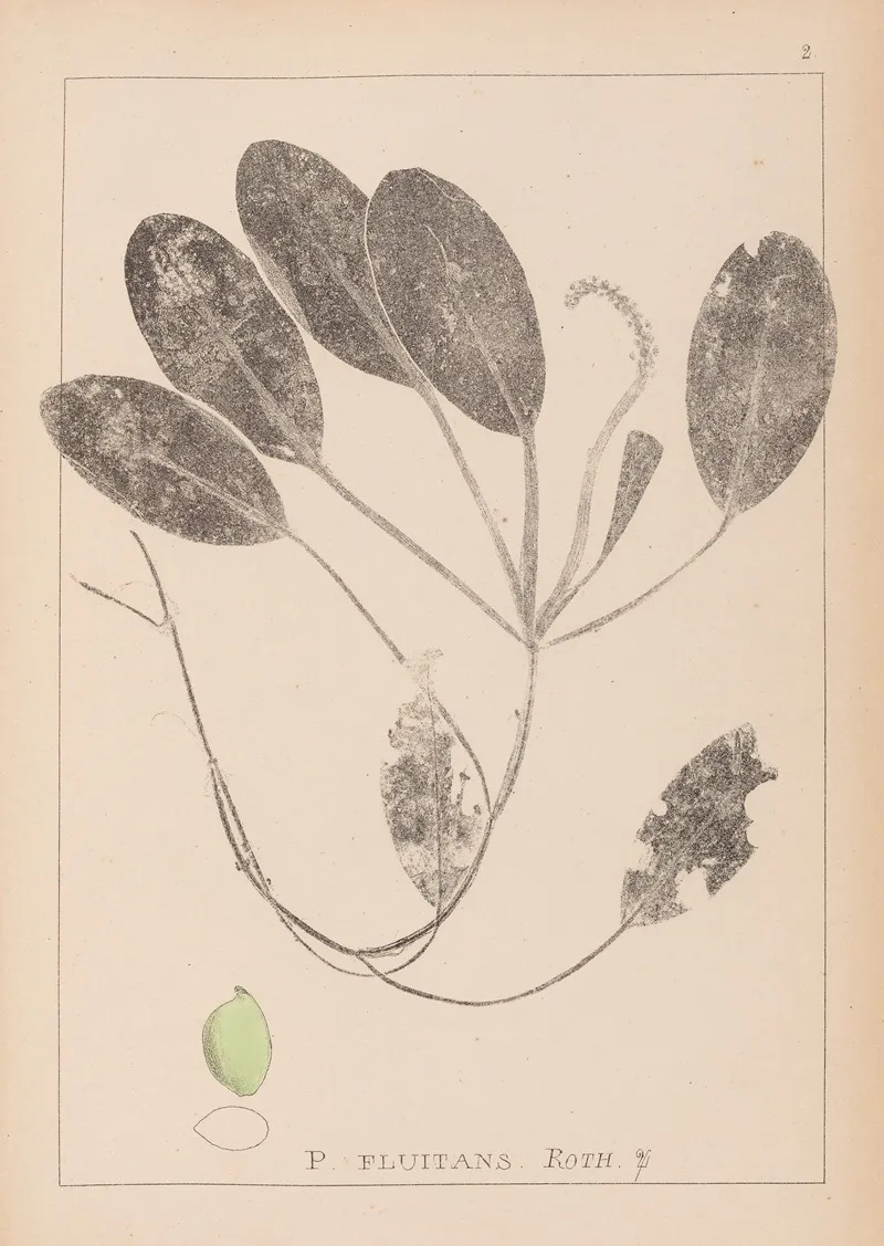 Herbier De La Flore Francaise Pl 1069 Wall Art by Louis Antoine Cusin - High-Resolution Digital Print