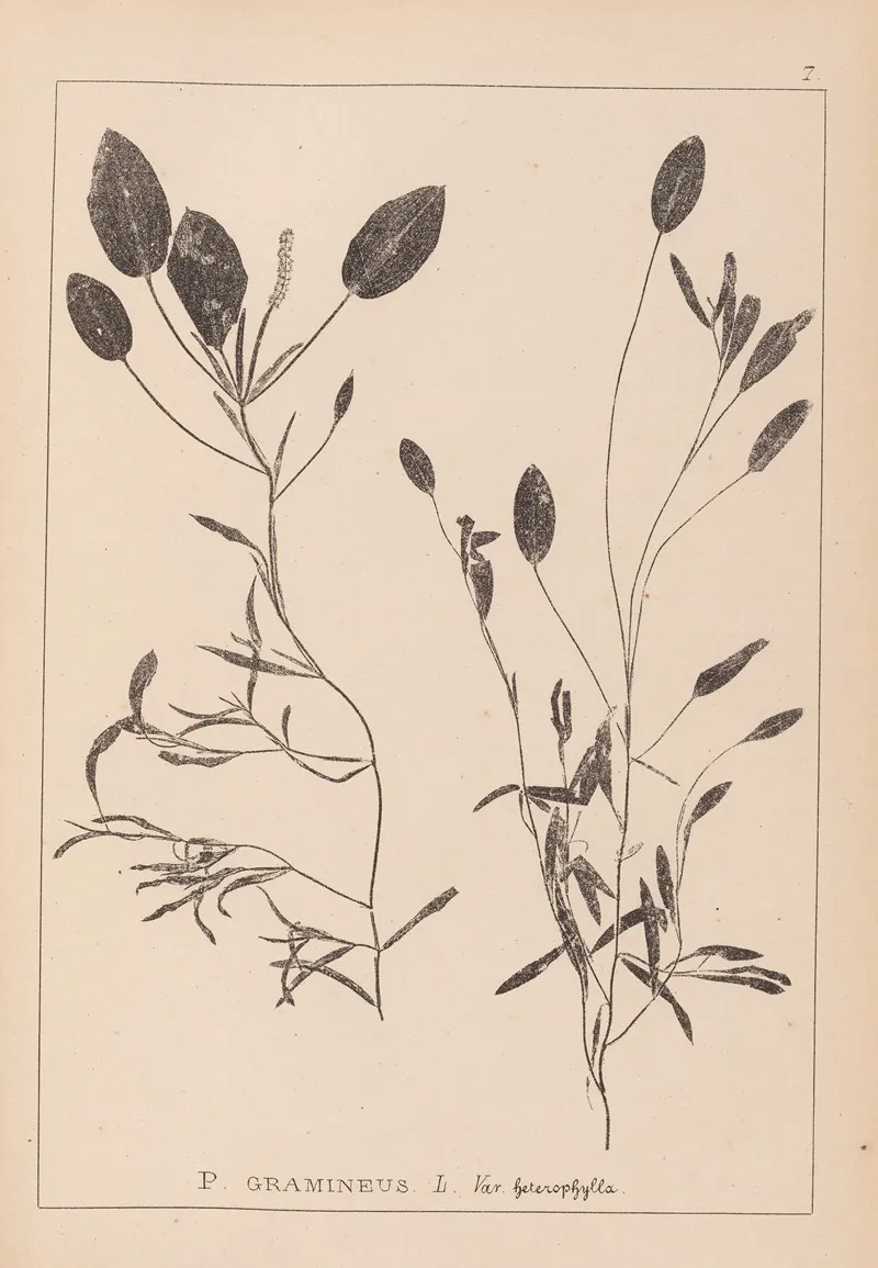 Herbier De La Flore Francaise Pl 1074 Wall Art by Louis Antoine Cusin - High-Resolution Digital Print