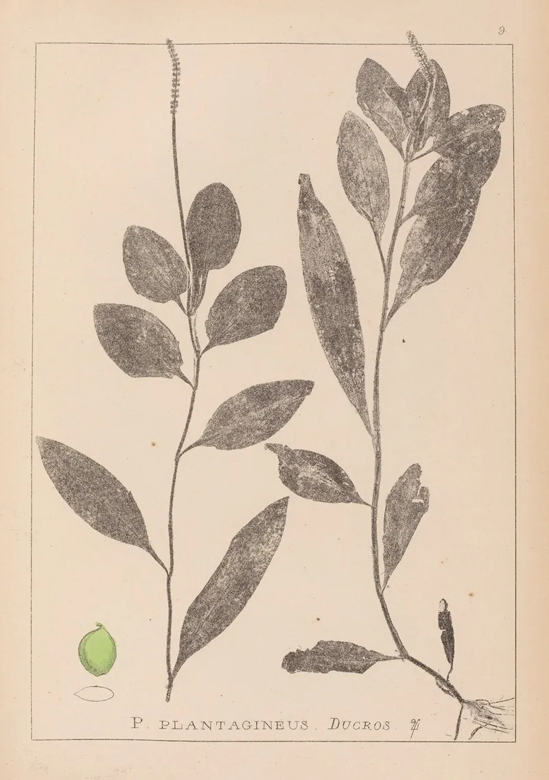 Herbier De La Flore Francaise Pl 1075 Wall Art by Louis Antoine Cusin - High-Resolution Digital Print