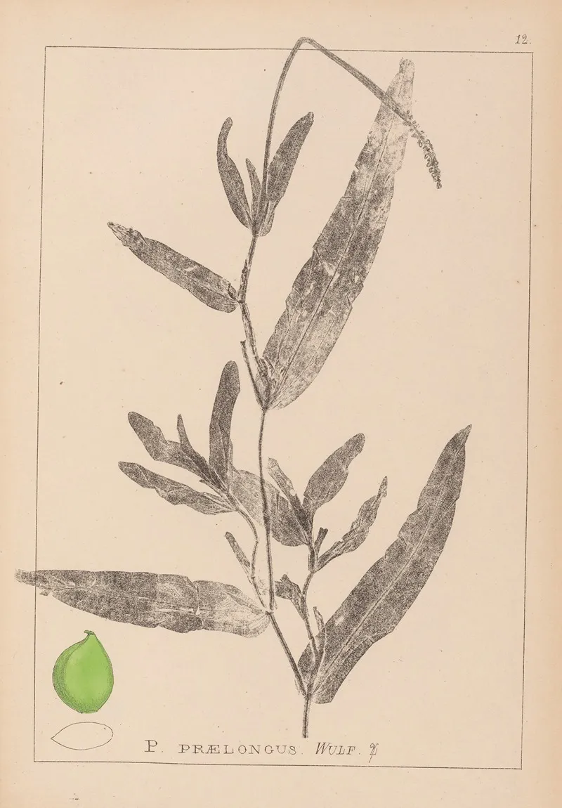 Herbier De La Flore Francaise Pl 1078 Wall Art by Louis Antoine Cusin - High-Resolution Digital Print
