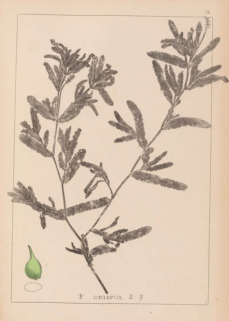 Herbier De La Flore Francaise Pl 1080 Wall Art by Louis Antoine Cusin - High-Resolution Digital Print
