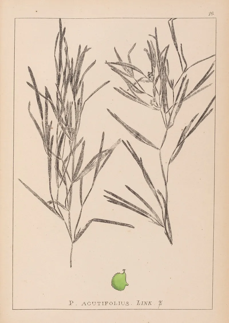 Herbier De La Flore Francaise Pl 1082 Wall Art by Louis Antoine Cusin - High-Resolution Digital Print