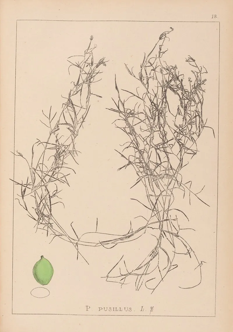Herbier De La Flore Francaise Pl 1084 Wall Art by Louis Antoine Cusin - High-Resolution Digital Print
