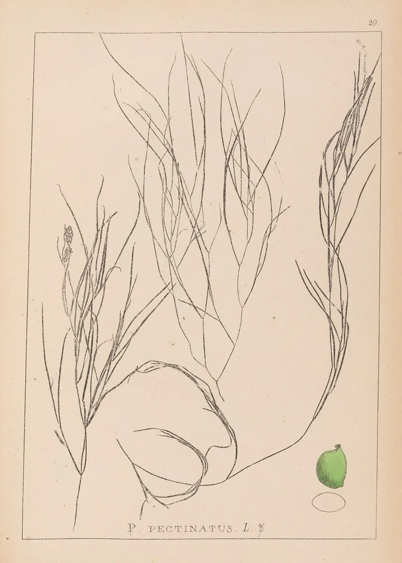 Herbier De La Flore Francaise Pl 1086 Wall Art by Louis Antoine Cusin - High-Resolution Digital Print