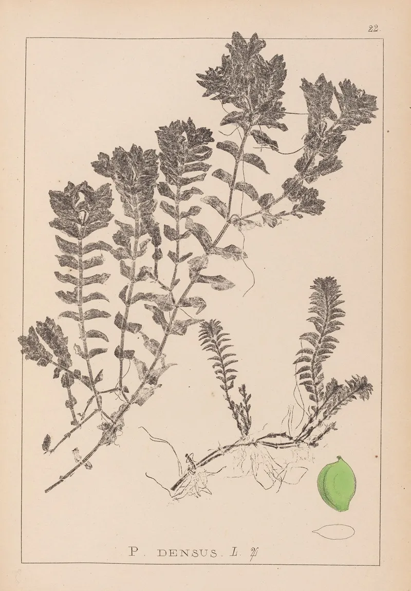 Herbier De La Flore Francaise Pl 1088 Wall Art by Louis Antoine Cusin - High-Resolution Digital Print