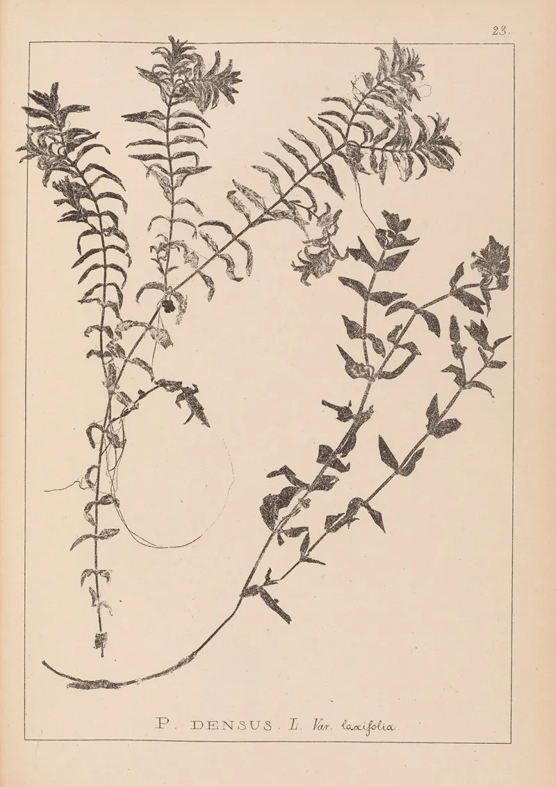 Herbier De La Flore Francaise Pl 1089 Wall Art by Louis Antoine Cusin - High-Resolution Digital Print