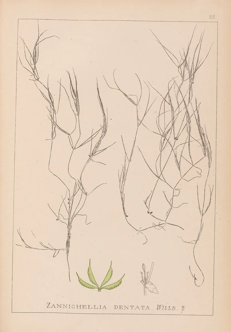 Herbier De La Flore Francaise Pl 1090 Wall Art by Louis Antoine Cusin - High-Resolution Digital Print