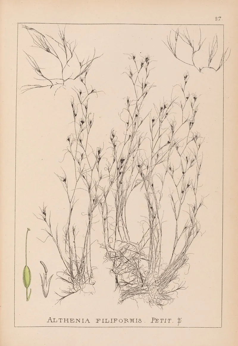 Herbier De La Flore Francaise Pl 1092 Wall Art by Louis Antoine Cusin - High-Resolution Digital Print