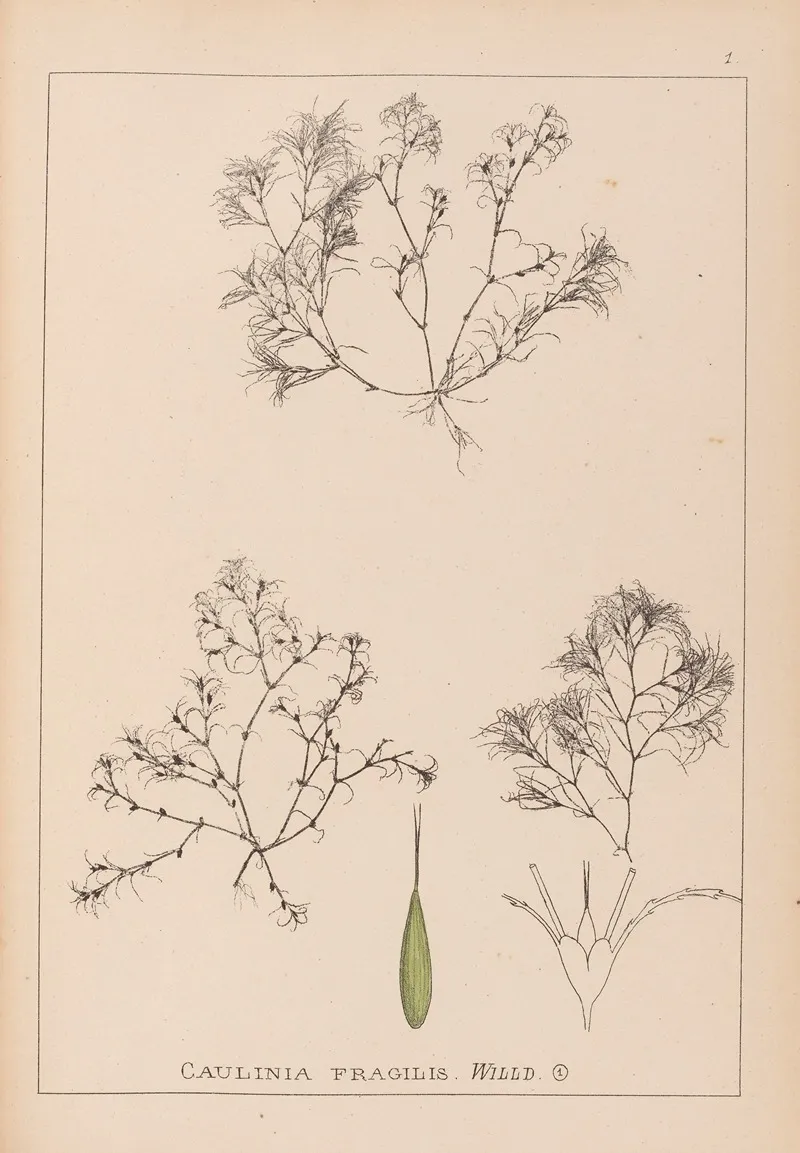 Herbier De La Flore Francaise Pl 1093 Wall Art by Louis Antoine Cusin - High-Resolution Digital Print