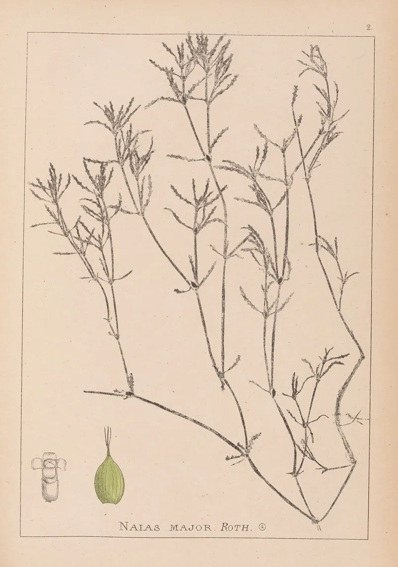 Herbier De La Flore Francaise Pl 1094 Wall Art by Louis Antoine Cusin - High-Resolution Digital Print