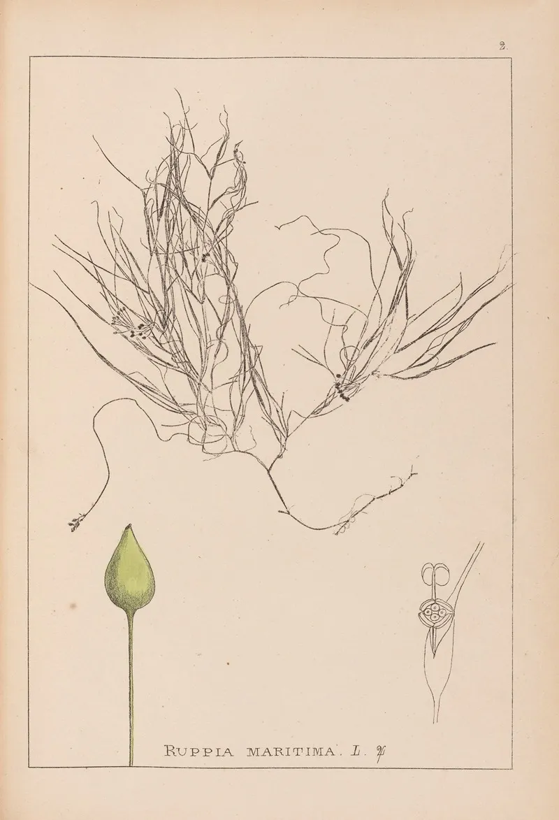 Herbier De La Flore Francaise Pl 1095 Wall Art by Louis Antoine Cusin - High-Resolution Digital Print