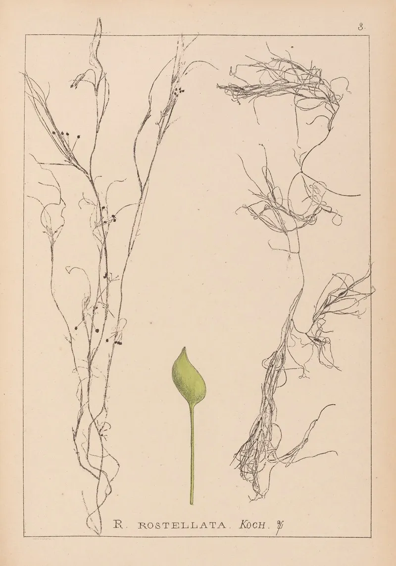 Herbier De La Flore Francaise Pl 1096 Wall Art by Louis Antoine Cusin - High-Resolution Digital Print