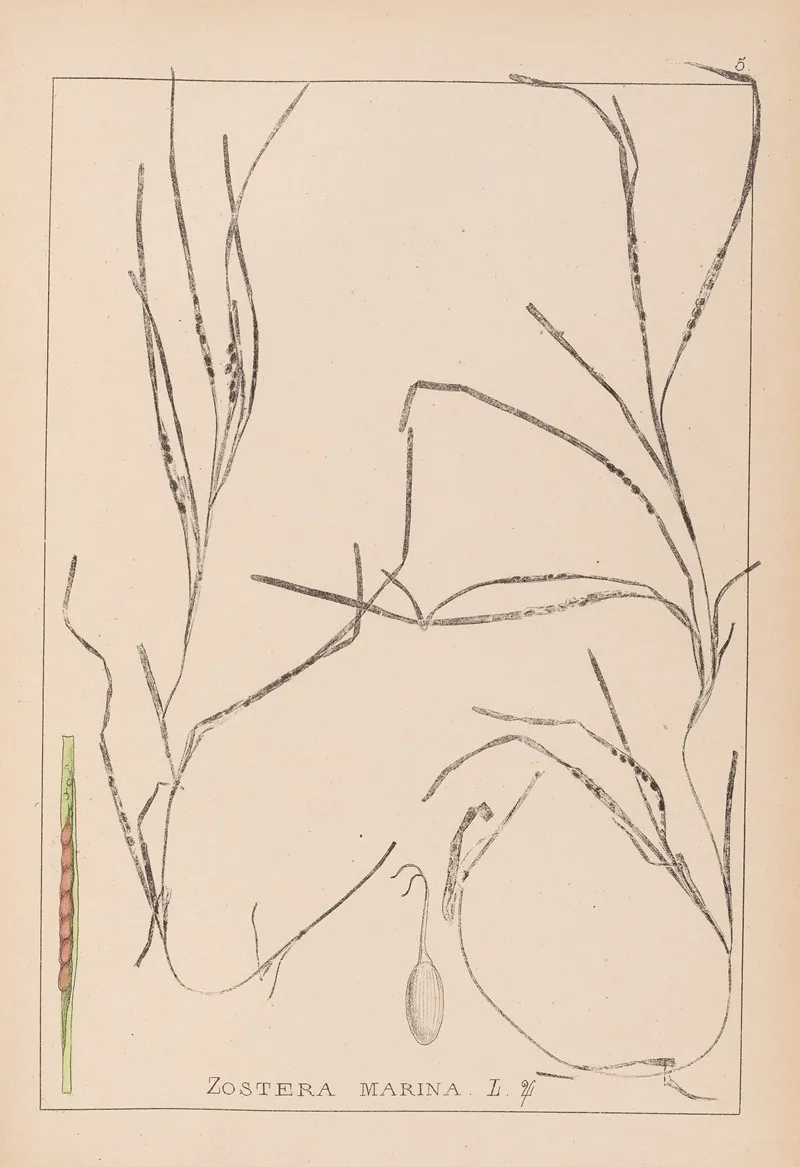 Herbier De La Flore Francaise Pl 1098 Wall Art by Louis Antoine Cusin - High-Resolution Digital Print